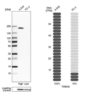 Merck Anti-TMEM2 antibody produced in rabbit