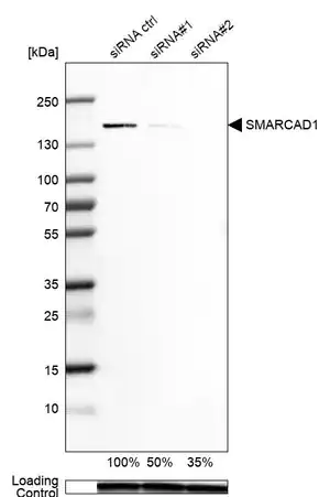 Merck Anti-SMARCAD1 antibody produced in rabbit