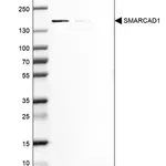 Merck Anti-SMARCAD1 antibody produced in rabbit