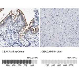 Merck Anti-CEACAM5 antibody produced in rabbit