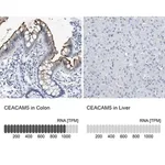Merck Anti-CEACAM5 antibody produced in rabbit