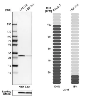 Merck Anti-VAPB antibody produced in rabbit