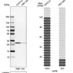Merck Anti-VAPB antibody produced in rabbit