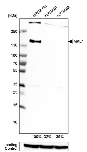 Merck Anti-MKL1 antibody produced in rabbit