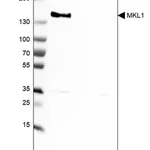 Merck Anti-MKL1 antibody produced in rabbit