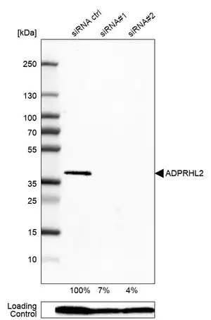 Merck Anti-ADPRHL2 antibody produced in rabbit