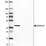 Merck Anti-ADPRHL2 antibody produced in rabbit