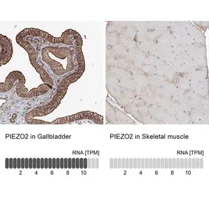 Merck Anti-PIEZO2 antibody produced in rabbit