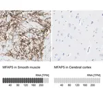 Merck Anti-MFAP5 antibody produced in rabbit