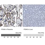 Merck Anti-ITGA6 antibody produced in rabbit
