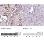 Merck Anti-FOXI1 antibody produced in rabbit