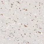 Merck Anti-NKX2-2 antibody produced in rabbit