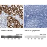 Merck Anti-DPEP1 antibody produced in rabbit