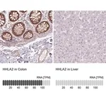 Merck Anti-HHLA2 antibody produced in rabbit
