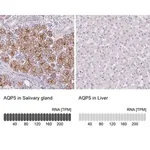 Merck Anti-AQP5 antibody produced in rabbit