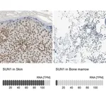 Merck ANTI-SUN1 antibody produced in rabbit