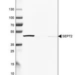 Merck Anti-SEPT2 antibody produced in rabbit