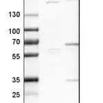 Merck Anti-CSPG4 antibody produced in rabbit