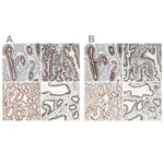 Merck Anti-GOLGB1 antibody produced in rabbit