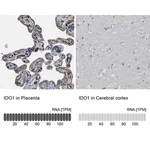 Merck Anti-IDO1 antibody produced in rabbit