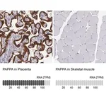 Merck Anti-PAPPA antibody produced in rabbit
