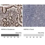 Merck Anti-HNF4A antibody produced in rabbit