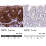 Merck Anti-CLCA2 antibody produced in rabbit