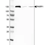 Merck Anti-PARP1 antibody produced in rabbit