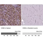 Merck Anti-CD8A antibody produced in rabbit