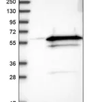 Merck Anti-TRIM21 antibody produced in rabbit