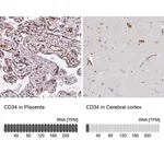 Merck Anti-CD34 antibody produced in rabbit