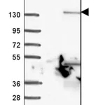 Merck Anti-PLEKHA7 antibody produced in rabbit