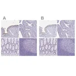 Merck Anti-CCDC39 antibody produced in rabbit