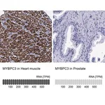 Merck Anti-MYBPC3 antibody produced in rabbit
