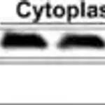 Merck Anti-SIGMAR1 antibody produced in rabbit