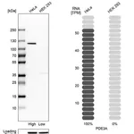 Merck Anti-PDE3A antibody produced in rabbit