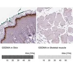 Merck Anti-GSDMA antibody produced in rabbit