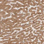 Merck Anti-CERS2 antibody produced in rabbit