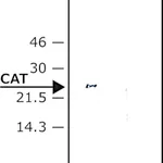 Merck Anti-Chloramphenicol Acetyl Transferase (CAT) antibody produced in rabbit
