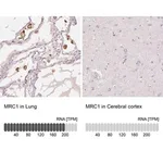 Merck Anti-MRC1 antibody produced in rabbit