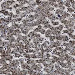 Merck Anti-ACAA1 antibody produced in rabbit