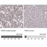Merck Anti-PKP2 antibody produced in rabbit