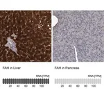 Merck Anti-FAH antibody produced in rabbit