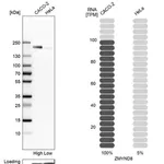 Merck Anti-ZMYND8 antibody produced in rabbit