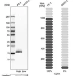 Merck Anti-CD59 antibody produced in rabbit