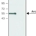 Merck Anti-Arc antibody produced in rabbit