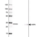 Merck Anti-VAPA antibody produced in rabbit