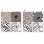 Merck Anti-ACLY antibody produced in rabbit