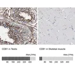 Merck Anti-CD81 antibody produced in rabbit