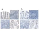 Merck Anti-SALL4 antibody produced in rabbit